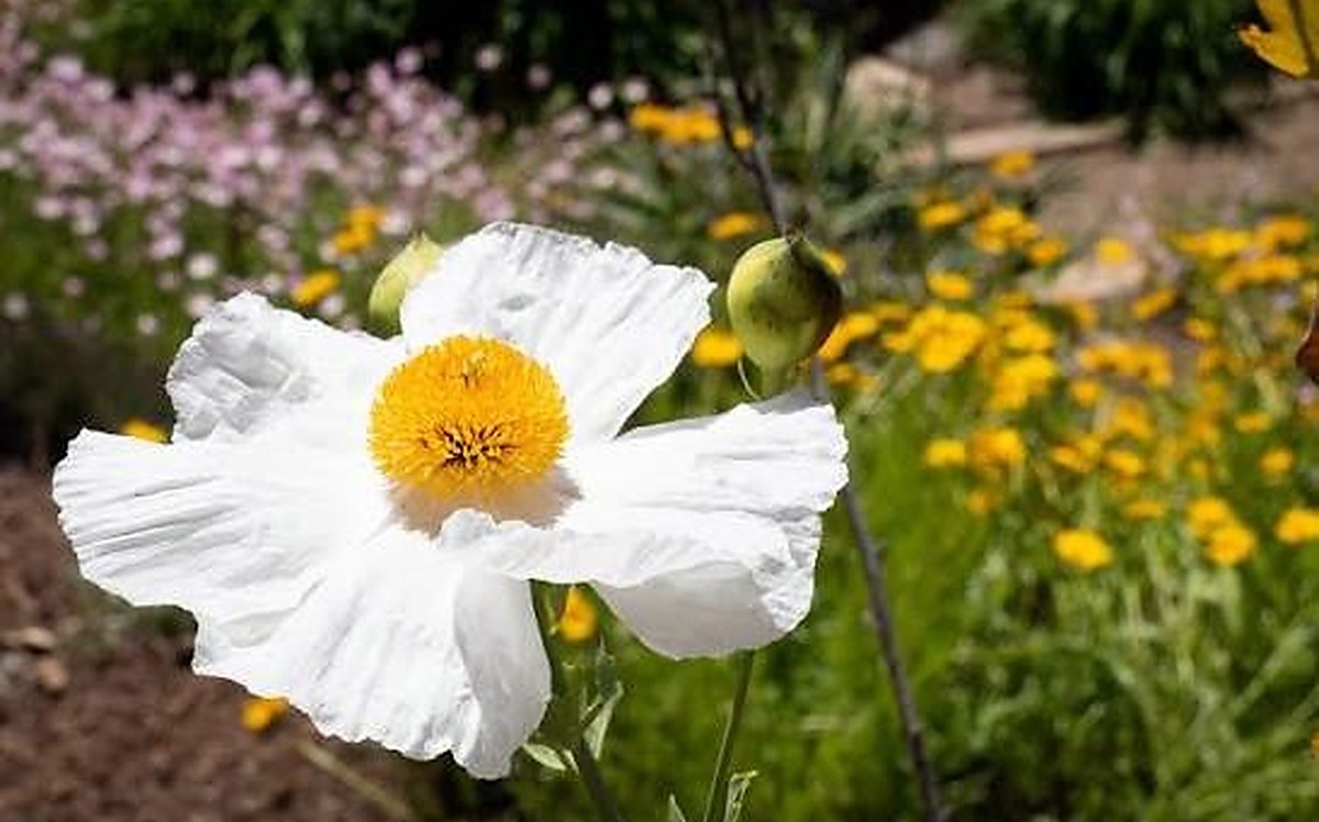 A white Matilija poppy in full flower above a drift of yellow coreopsis