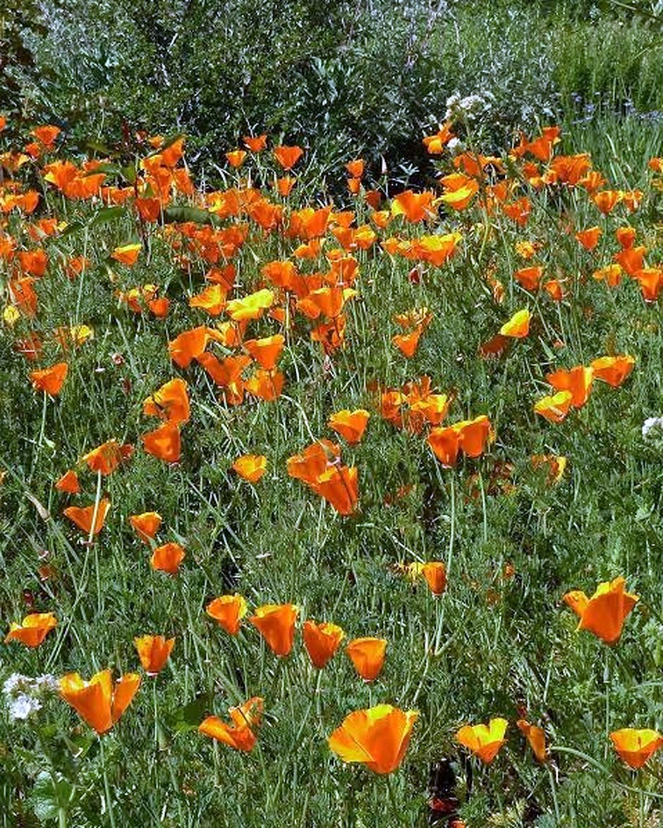 A meadow of California poppies in full orange bloom