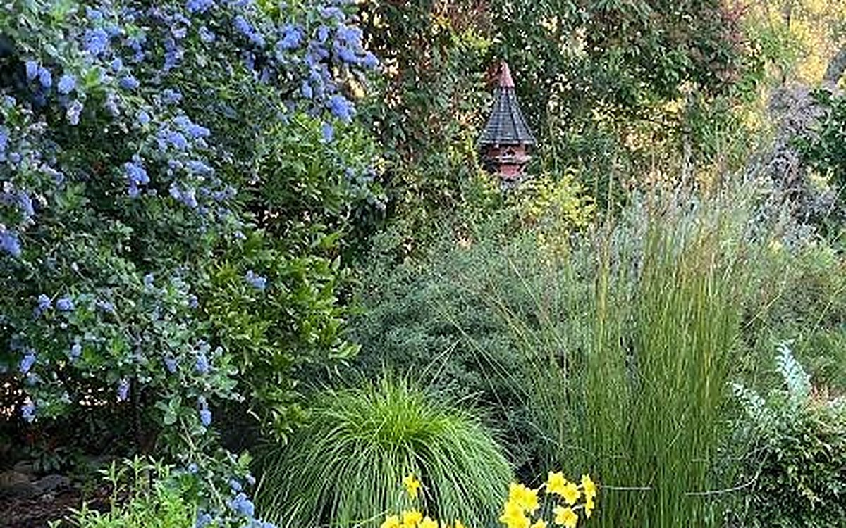 A mass of blue-flowering ceanothus behind ornamental grasses and daffodils